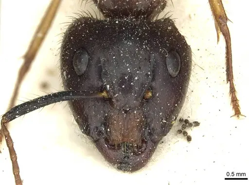 Camponotus cordiceps specimen CASENT0911812 image casent0911812_2