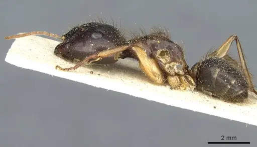 Camponotus cordiceps specimen CASENT0911812 image casent0911812_3