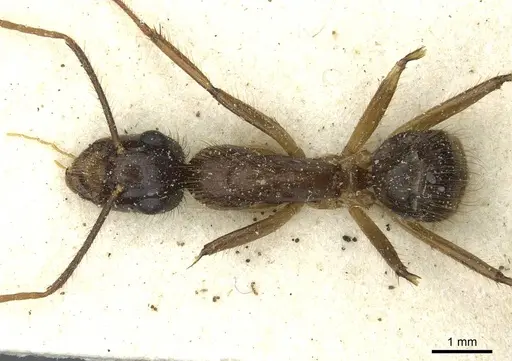 Camponotus cordiceps specimen CASENT0911813 image casent0911813_1