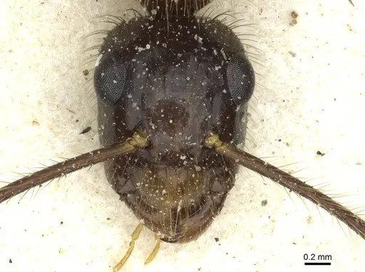 Camponotus cordiceps specimen CASENT0911813 image casent0911813_2