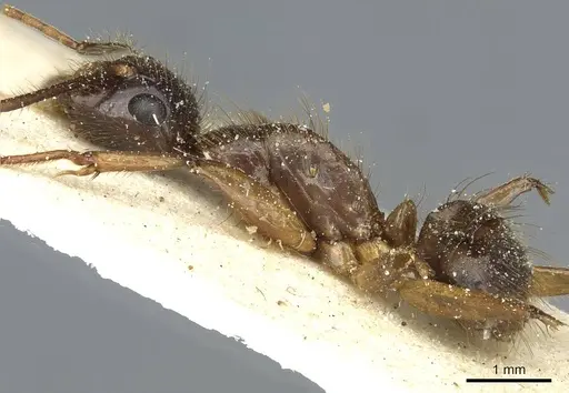 Camponotus cordiceps specimen CASENT0911813 image casent0911813_4