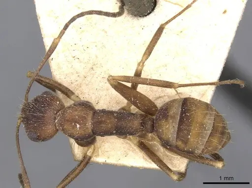 Camponotus coriolanus specimen CASENT0910675 image casent0910675_1
