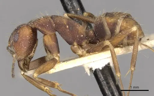 Camponotus coriolanus specimen CASENT0910675 image casent0910675_3