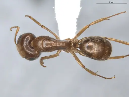 Camponotus coriolanus specimen ECOFOG-TR17-0151-02 image ecofog-tr17-0151-02_1