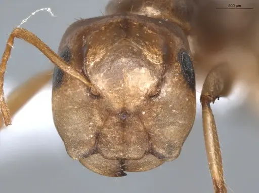 Camponotus coriolanus specimen ECOFOG-TR17-0151-02 image ecofog-tr17-0151-02_2
