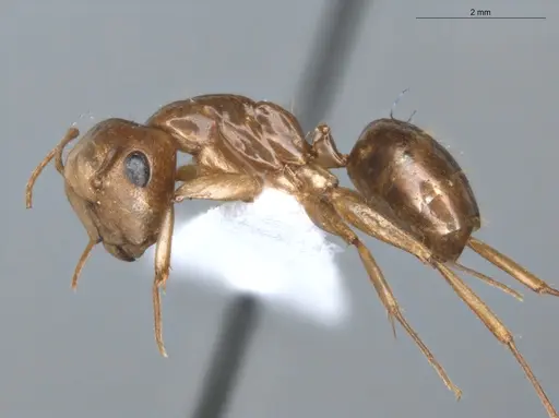 Camponotus coriolanus specimen ECOFOG-TR17-0151-02 image ecofog-tr17-0151-02_3