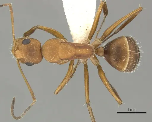 Camponotus coriolanus specimen JTLC000000442 image jtlc000000442_1