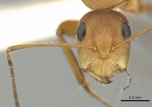 Camponotus coriolanus specimen JTLC000000442 image jtlc000000442_2