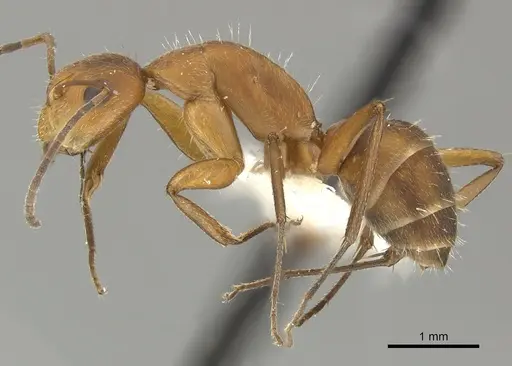 Camponotus coriolanus specimen JTLC000000442 image jtlc000000442_3