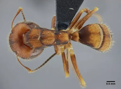 Camponotus coriolanus specimen UFV-LABECOL-003797 image ufv-labecol-003797_1