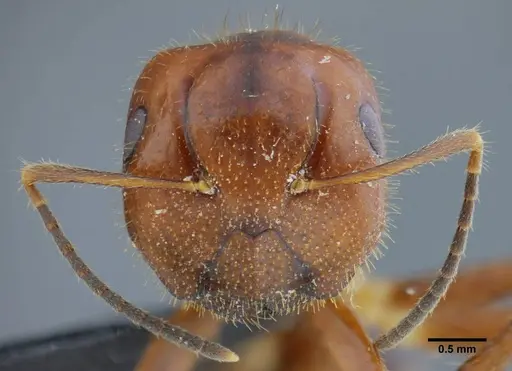 Camponotus coriolanus specimen UFV-LABECOL-003797 image ufv-labecol-003797_2