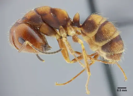 Camponotus coriolanus specimen UFV-LABECOL-003797 image ufv-labecol-003797_4