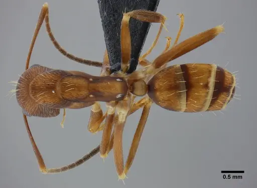 Camponotus coriolanus specimen UFV-LABECOL-003800 image ufv-labecol-003800_1