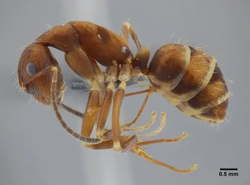 Camponotus coriolanus specimen UFV-LABECOL-003800 image ufv-labecol-003800_4