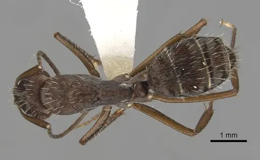 Camponotus coruscus specimen CASENT0280059 image casent0280059_1