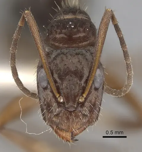 Camponotus coruscus specimen CASENT0280059 image casent0280059_2