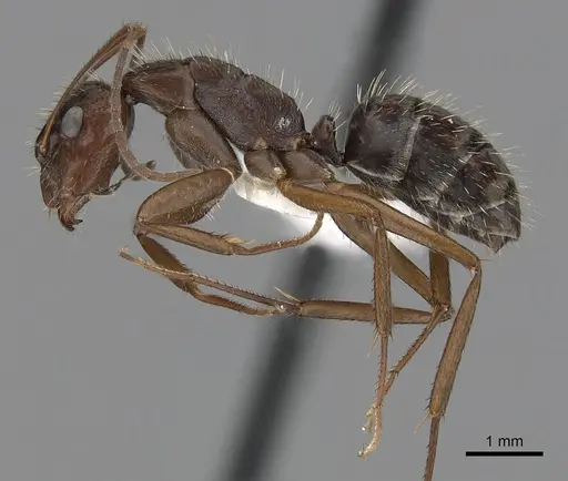 Camponotus coruscus specimen CASENT0280059 image casent0280059_3