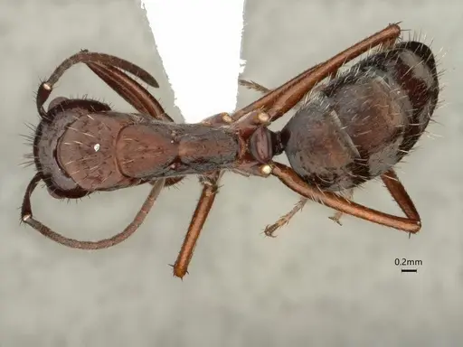 Camponotus coruscus specimen CASENT0886715 image casent0886715_1