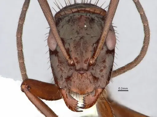Camponotus coruscus specimen CASENT0886715 image casent0886715_2