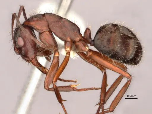 Camponotus coruscus specimen CASENT0886715 image casent0886715_3