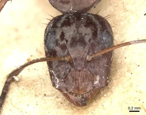 Camponotus coruscus specimen CASENT0903653 image casent0903653_2
