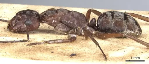 Camponotus coruscus specimen CASENT0903653 image casent0903653_3