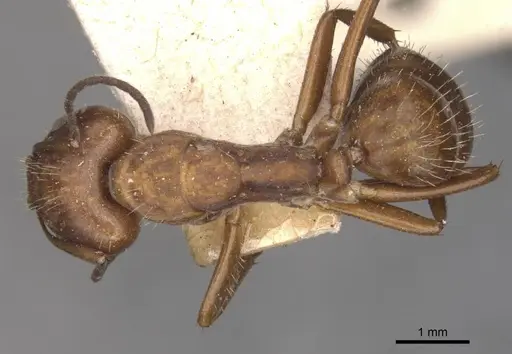 Camponotus coruscus specimen CASENT0909990 image casent0909990_1