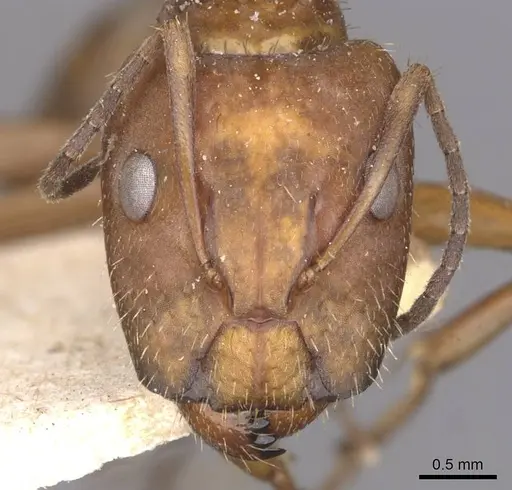 Camponotus coruscus specimen CASENT0909990 image casent0909990_2