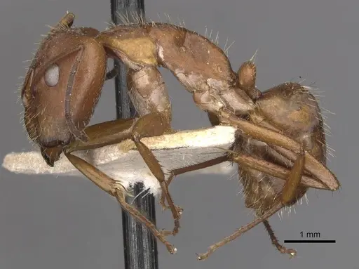 Camponotus coruscus specimen CASENT0909990 image casent0909990_3