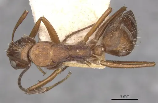 Camponotus coruscus specimen CASENT0909991 image casent0909991_1