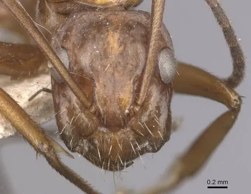 Camponotus coruscus specimen CASENT0909991 image casent0909991_2