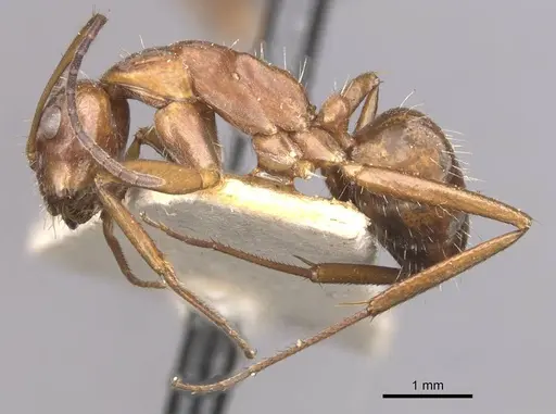 Camponotus coruscus specimen CASENT0909991 image casent0909991_3