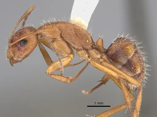 Camponotus coruscus specimen CASENT0923529 image casent0923529_1