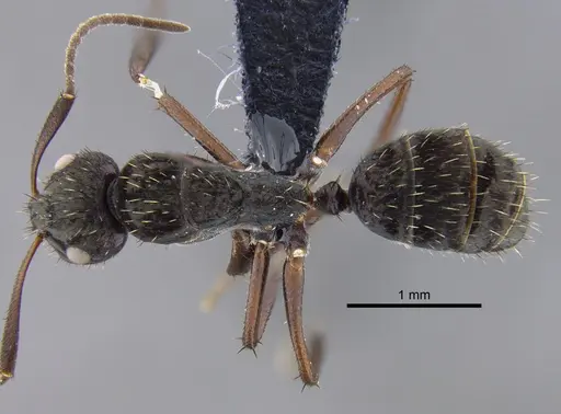 Camponotus coruscus specimen CBUMAGENT41781 image cbumagent41781_1