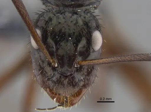 Camponotus coruscus specimen CBUMAGENT41781 image cbumagent41781_2