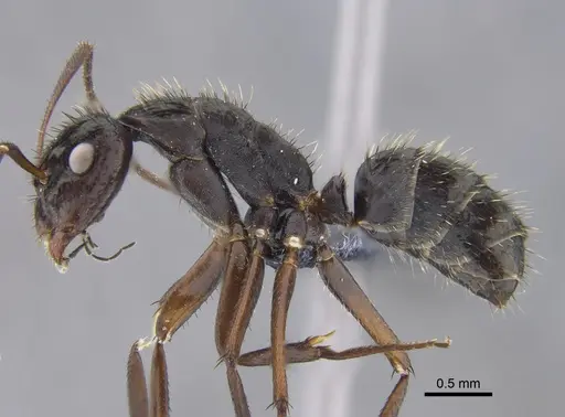 Camponotus coruscus specimen CBUMAGENT41781 image cbumagent41781_3