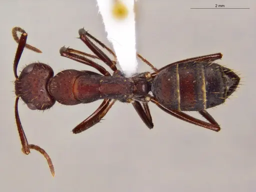Camponotus coruscus specimen ECOFOG-OI17-0218-08 image ecofog-oi17-0218-08_1