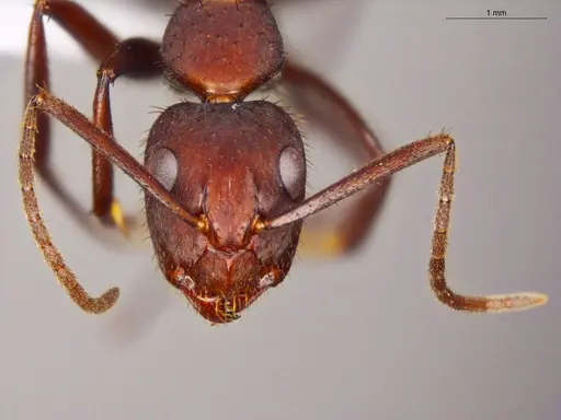Camponotus coruscus specimen ECOFOG-OI17-0218-08 image ecofog-oi17-0218-08_2