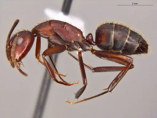 Camponotus coruscus specimen ECOFOG-OI17-0218-08 image ecofog-oi17-0218-08_3