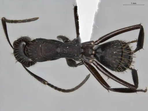 Camponotus coruscus specimen ECOFOG-SAV18-0440-06 image ecofog-sav18-0440-06_1