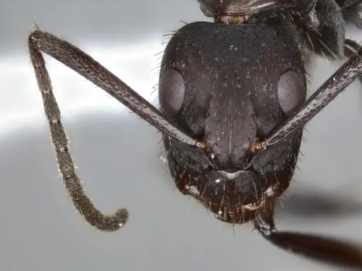 Camponotus coruscus specimen ECOFOG-SAV18-0440-06 image ecofog-sav18-0440-06_2