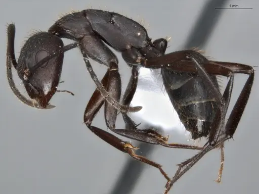 Camponotus coruscus specimen ECOFOG-SAV18-0440-06 image ecofog-sav18-0440-06_3