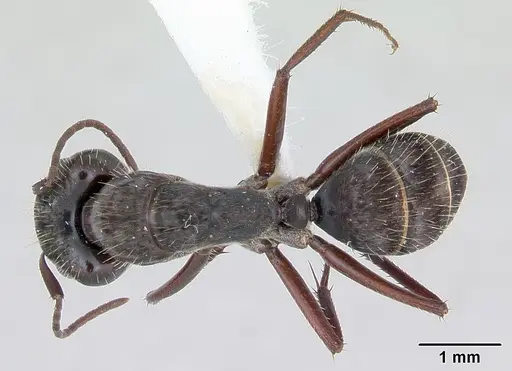 Camponotus coruscus specimen INBIOCRI002280607 image inbiocri002280607_1