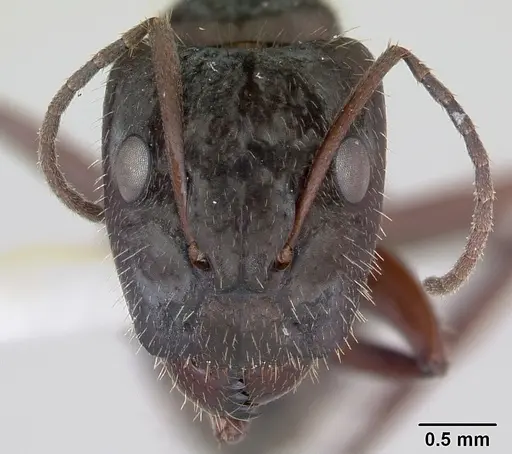 Camponotus coruscus specimen INBIOCRI002280607 image inbiocri002280607_2