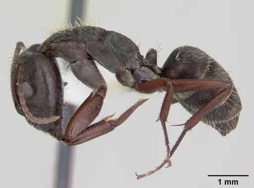 Camponotus coruscus specimen INBIOCRI002280607 image inbiocri002280607_3
