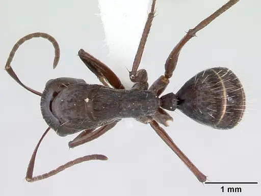 Camponotus coruscus specimen INBIOCRI002280762 image inbiocri002280762_1