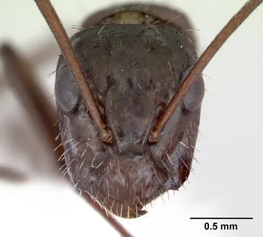 Camponotus coruscus specimen INBIOCRI002280762 image inbiocri002280762_2
