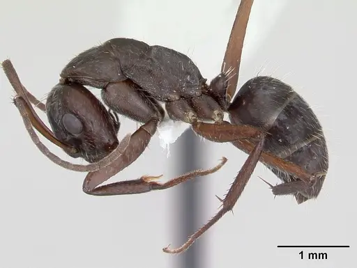 Camponotus coruscus specimen INBIOCRI002280762 image inbiocri002280762_3