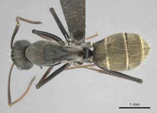 Camponotus cosmicus specimen CASENT0253917 image casent0253917_1
