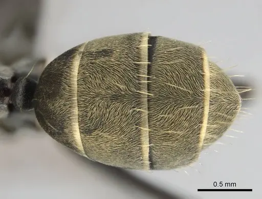Camponotus cosmicus specimen CASENT0253917 image casent0253917_2